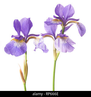 Zwei sibirischen Schwertlilien (Iris pumila) auf weißem Hintergrund Stockfoto