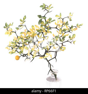 Niederlassung von Hardy Orange Tree, Poncirus dreiblättrige, in der Vase vor weißem Hintergrund Stockfoto