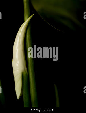 Anthurium Spatha und Spadix, Pre-Bloom, auf schwarzem Hintergrund, Nahaufnahme Stockfoto