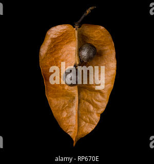 Goldenrain Baum, Koelreuteria paniculata, Same Pod auf schwarzem Hintergrund Stockfoto