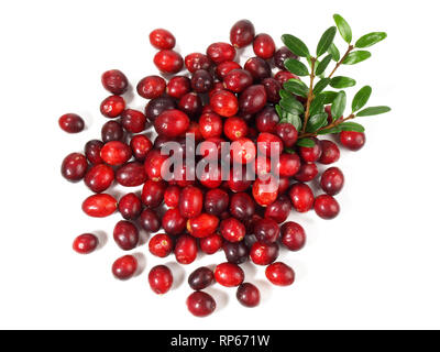 Preiselbeeren auf weißem Hintergrund Stockfoto