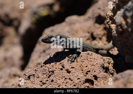 Die westlichen Kanaren Lizard (Gallotia galloti Palmae), La Palma, Kanarische Inseln, Spanien Stockfoto