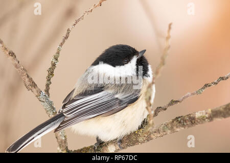 Black-capped chickadee an einem kalten Wintertag in Nordwisconsin. Stockfoto