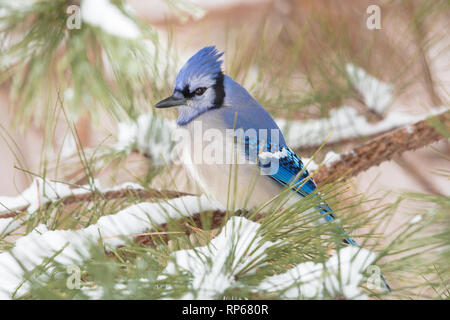 Blue Jay auf schneebedeckten Zweig einer Kiefer thront. Stockfoto