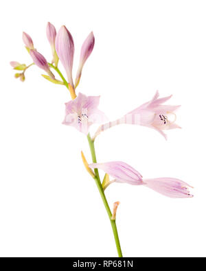 Blühende Hosta oder Wegerich Lily vor weißem Hintergrund Stockfoto