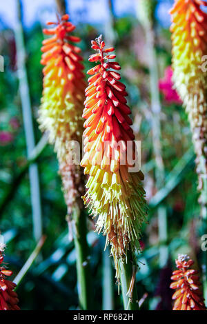 Orange gelb Blumen der Kniphofia (Red Hot Poker) Stockfoto