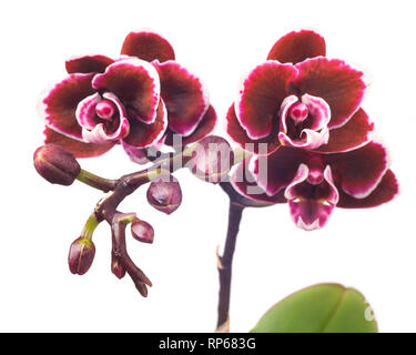 Miniatur Maroon Orchidee auf weißem Hintergrund Stockfoto