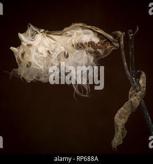 Seidenpflanze Seed Pod gegen den dunklen Hintergrund, Nahaufnahme Stockfoto