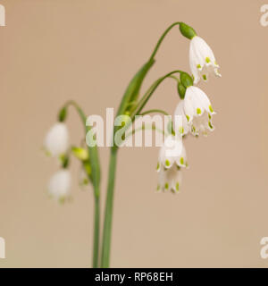 Märzenbecher, Leucojum vernum, gegen beigen Hintergrund Stockfoto