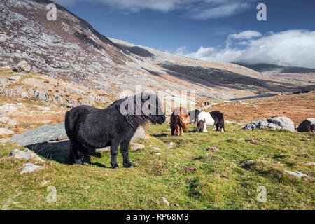 Wilden Ponys auf der Bergwiese der Ogwen Valley in Snowdonia National Park in Nord Wales, Großbritannien Stockfoto