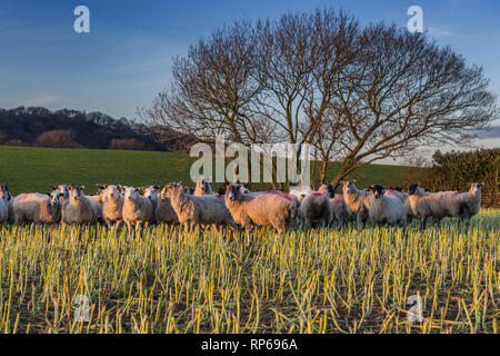 Herde Schafe auf hügelige Weide im warmen Abendlicht. Shropshire Hills in Vereinigtes Königreich Stockfoto