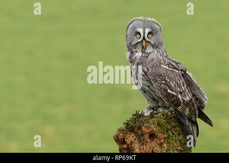 Ein großer grauer owlIs thront auf einem alten Baumstumpf in der Mitte eines abgelegt. Es ist direkt an der Kamera und wird nach rechts verschoben Stockfoto