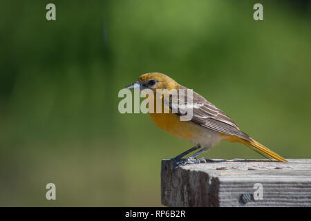 Eine weibliche Scarlet tanager steht am Rande des Deck Geländer mit einem Bokeh Hintergrund. Stockfoto