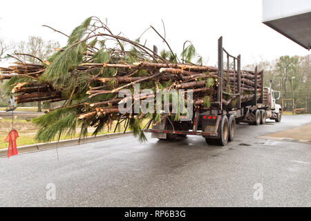 Logging truck Schleppen frisch geernteten Südlichen Langen Blatt Kiefer' Pinus palustris 'zur Mühle. Stockfoto