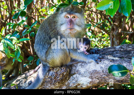 Long-tail oder auch genannt Krabbe - Essen Makaken (Macaca fascicularis) aus Mauritius Weibchen mit einem Baby sitzen auf einem Baum in einem Wald. Mauritius Stockfoto