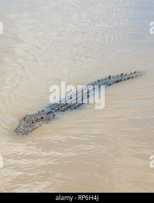 Große Salzwasser krokodil Schwimmen in den düsteren, braun Adelaide River, in einem Bereich der ​Remote Northern​ Gebiet Australiens Stockfoto