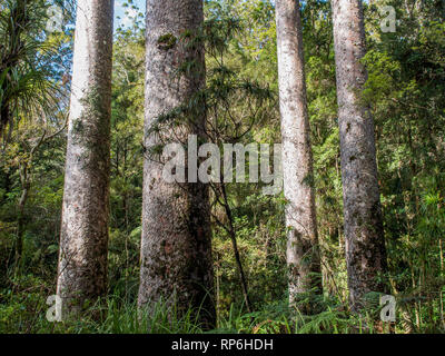 Kauri, die Baumstämme in Puketi Wald, Northland, Neuseeland Stockfoto