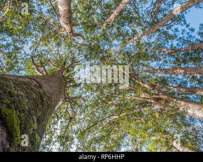 Kauri, die Baumstämme hoch über unterwuchs, in Puketi Wald, Northland, Neuseeland Stockfoto