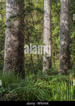 Kauri, die Baumstämme hoch über unterwuchs, in Puketi Wald, Northland, Neuseeland Stockfoto