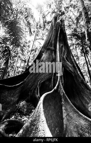 Schwarz-weiß Bild von riesigen Feigenbaum Wurzeln Stockfoto