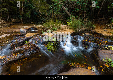 Kleiner Wasserfall in einem sprudelnden Bach in gemäßigten Regenwald Stockfoto