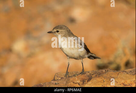 Jacky Winter, Microeca fascinans, stehend auf einem Felsen in der Nähe von Mount Isa, westlichen Queensland Stockfoto