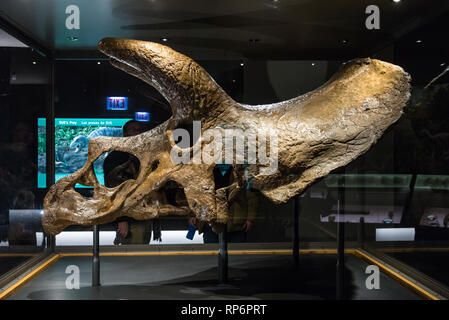 Fossile Schädel eines Triceratops im Display. Die Field Museum. Chicago, Illinois, USA. Stockfoto