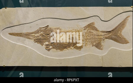 Fossil einer Paddlefish (Crossopholis magnicaudatus) mit einem anderen Fisch im Magen. Eozän Alter. Die Field Museum. Chicago, Illinois, USA. Stockfoto