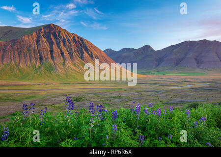 Sommer Lupinen und Berglandschaft in der Nähe von Pingeyri, Dyrafjordur. Westfjorde, Island. Stockfoto