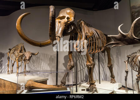 Fossilen Skelette eines Mammuts (Mammuthus primigenius). Säugetiere von Eiszeit aufweisen. Die Field Museum. Chicago, Illinois, USA. Stockfoto