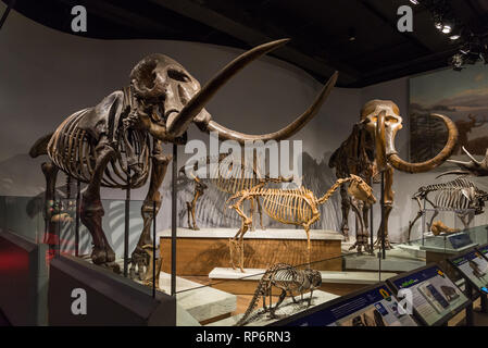 Fossiler Skelette von Mastodon und Mammuts. Säugetiere von Eiszeit aufweisen. Die Field Museum. Chicago, Illinois, USA. Stockfoto