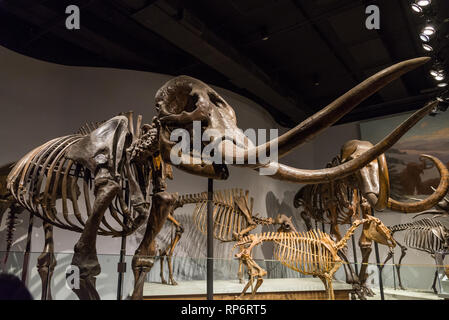 Fossiler Skelette von Mastodon und Mammuts. Säugetiere von Eiszeit aufweisen. Die Field Museum. Chicago, Illinois, USA. Stockfoto