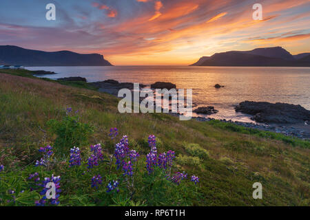 Küsten Sonnenuntergang über Dyrafjordur Fjord, aus der Nähe von Pingeyri. Westfjorde, Island. Stockfoto