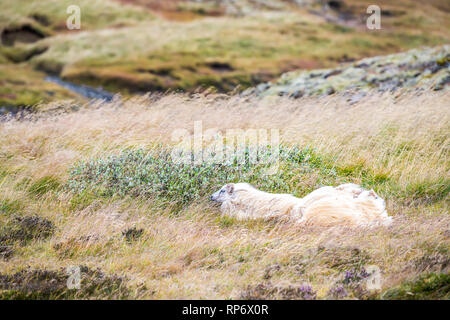 Drei weiße Isländische Schafe Familie liegend auf trockenem Gras Weide im landwirtschaftlichen Bereich in Island mit wehende Wind auf Golden Circle in der Nähe von Thingvellir Stockfoto