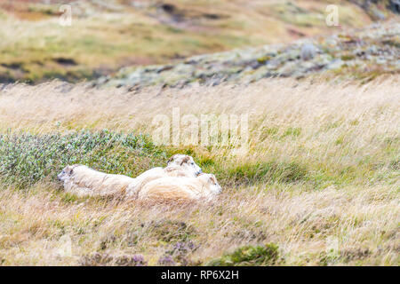 Drei isländische Schafe Tiere liegend auf trockenem Gras Weide im landwirtschaftlichen Bereich in Island mit wehende Wind auf Golden Circle in der Nähe von Thingvellir Stockfoto