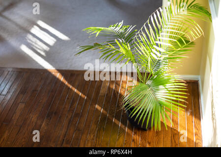 Hohe Betrachtungswinkel von Indoor palm Pflanze Dekoration mit Topf- und Kübelpflanzen, grüne Blätter, die sich in der Ecke der Holzboden durch Wand und Sonnenlicht Stockfoto