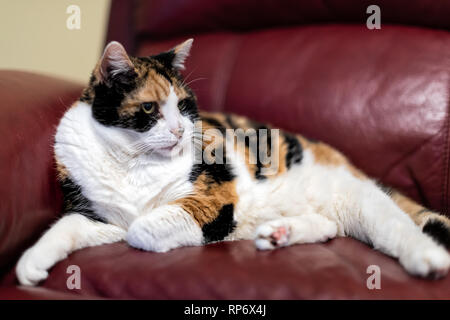 Senior Calico Cat closeup liegen auf Wohnzimmer rot leder Sofa Couch in home Ecke suchen Stockfoto