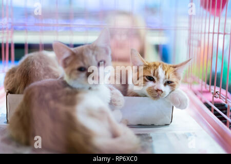 Portrait von traurigen orange Ingwer und weiße Katze Katzen suchen aus Käfig hinter Bars warten auf mit Geschwistern Stockfoto