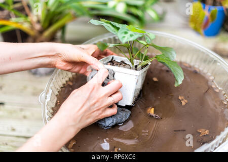 Frau Hand vergossenen Calathea zebra Pfau Anlage mit Schmutz closeup und Boden pot Blumentopf außerhalb Home Garten Hinterhof Waschen mit Wasser planti Stockfoto