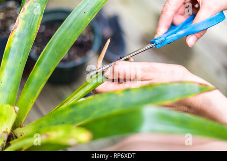 Frau Hände schneiden Vermehrung Topfpflanzen dracena grün Blumentopf Blumentopf außerhalb Home Garten Hinterhof closeup Stockfoto