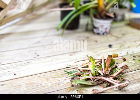 Holzterrasse und dracena grün Blumentopf Blumentopf außerhalb Home Garten Garten mit alten verwelkte Blätter Stecklinge Papierkorb braun Stockfoto