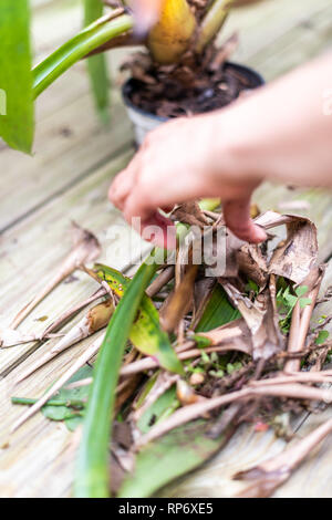 Holzterrasse und dracena grün Blumentopf Blumentopf außerhalb Home Garten Garten mit womans Hände durch alte verwelkte Blätter Stecklinge Papierkorb braun Stockfoto