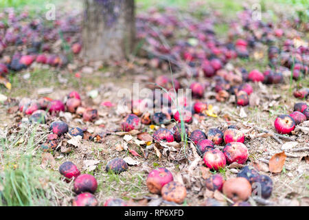 Apple Orchard Nahaufnahme von roten köstliche Frucht Gefallen am Boden durch Baum im Garten verwöhnt im Herbst Farm auf dem Land in Virginia faulen Stockfoto