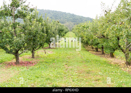 Apple Orchard mit vielen Bäumen gefallen rote Früchte im Garten im Herbst fallen Bauernhof auf dem Land in Virginia mit grünem Gras weg Gasse Stockfoto