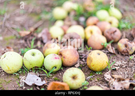 Apple Orchard Nahaufnahme von Golden Delicious gelb grün Obst auf dem Boden vom Baum gefallen im Garten im Herbst fallen Bauernhof auf dem Land in Virginia faulen Stockfoto