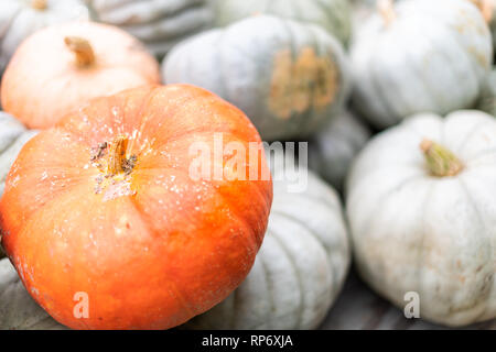 Nahaufnahme von Großen und Kleinen orange grün grau weiß Dekorative schnitzen Kürbis Kürbis Anzeige von Store oder Bauernhof Stockfoto