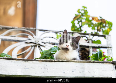 Lustige Katze sitzt Nahaufnahme Gesicht auf Balkon Geländer aus Wohnung in Lemberg, Ukraine Europäische historische Stadt auf der Suche nach unten Beobachten ausserhalb Straße im Sommer Stockfoto