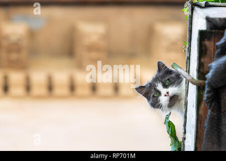 Lustige Katze oben Nahaufnahme Gesicht sitzen auf dem Balkon Geländer aus Wohnung in Lemberg, Ukraine Europäische historische Stadt spähen nach unten Beobachten ausserhalb Str Stockfoto