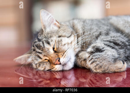 Cute tabby cat face Makro Nahaufnahme schlafen, die auf der Oberseite von rotes Auto mit Reflexion auf der Straße in Lemberg oder Lvov, Ukraine Altstadt Stadt und niemand Stockfoto