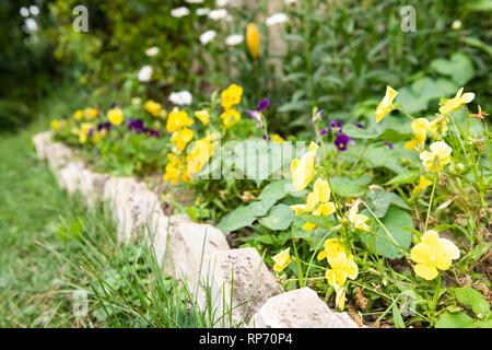 Gruppe von vielen gelben Stiefmütterchen Blumen im Garten wächst während der Sommersaison mit Blättern Muster auf Blumenbeet mit Stein Dekorationen Stockfoto